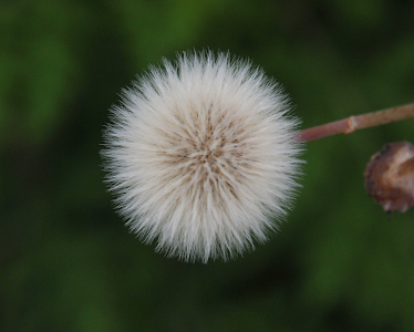 [The seedhead has so many thin white spikes emanating from the center that it gives the appearance of a cotton ball.]